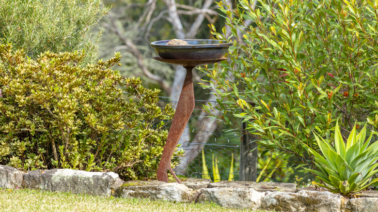 Bird bath in direct sunlight in a yard with lots of foliage