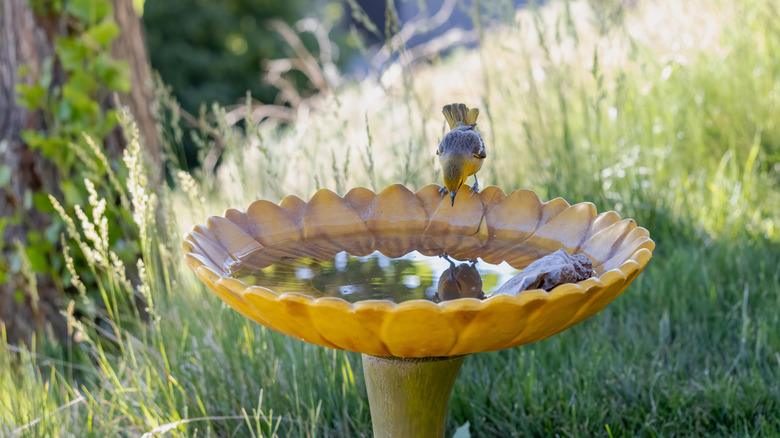 Oriole drinking water from a nicely shaded bird bath