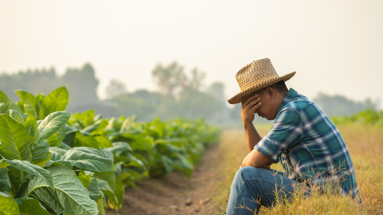 A person sitting worried near a crop