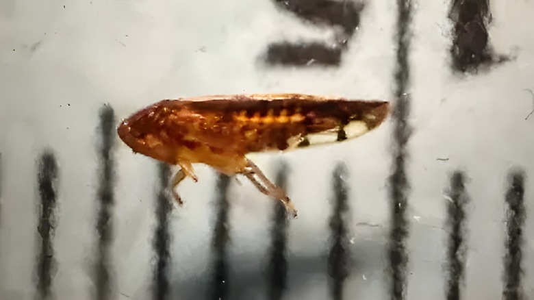 Close up shot of Osbornellus salsus leafhopper