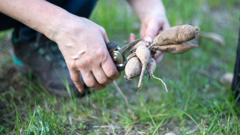 trimming dahlia tubers