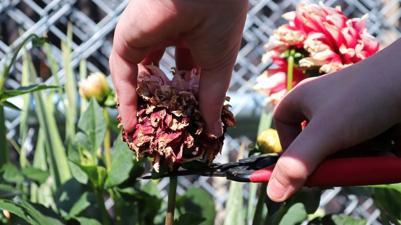deadheading dahlias
