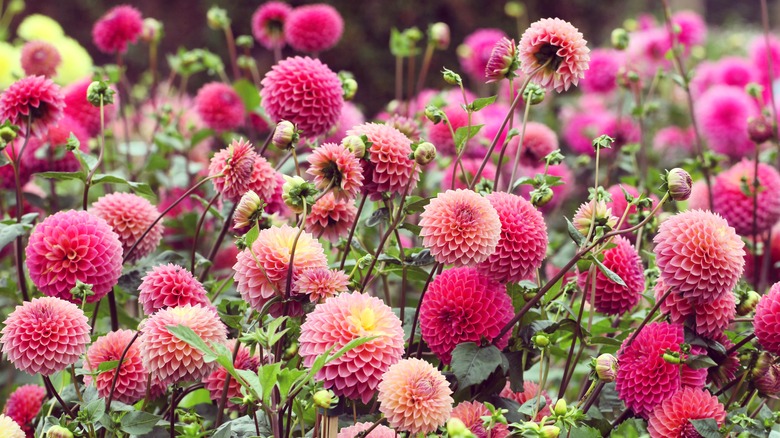 pink dahlias