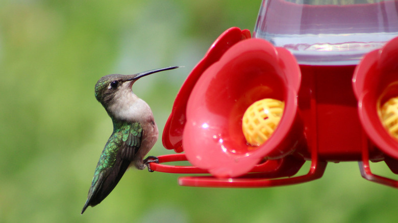 hummingbird perched on feeder