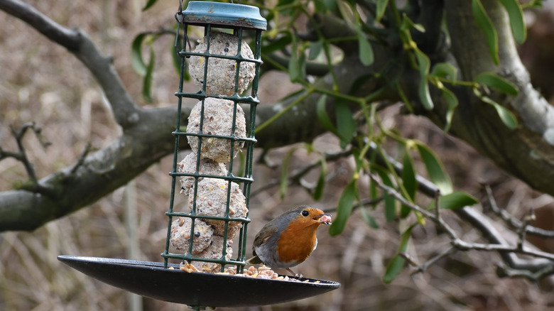 Bird in a birdfeeder