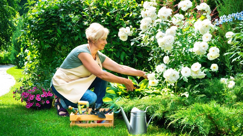 woman caring for rose bush