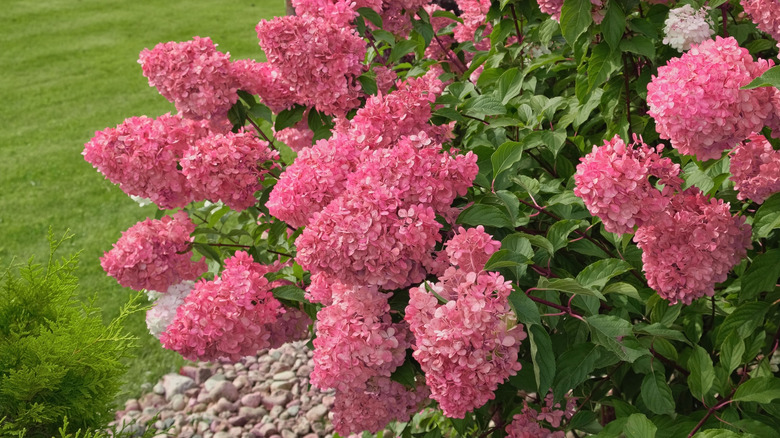 A pink hydrangea plant growing in a garden bed topped with stones.
