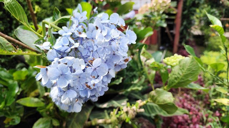 Light blue hydrangea in full bloom.