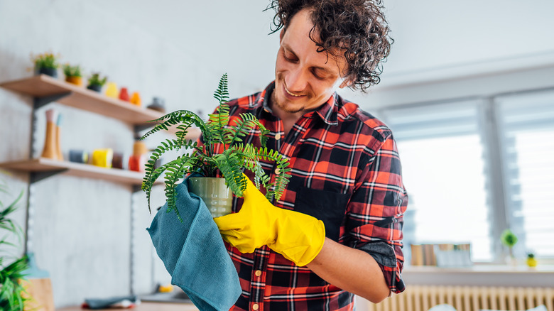 Person cleaning houseplant flower pot