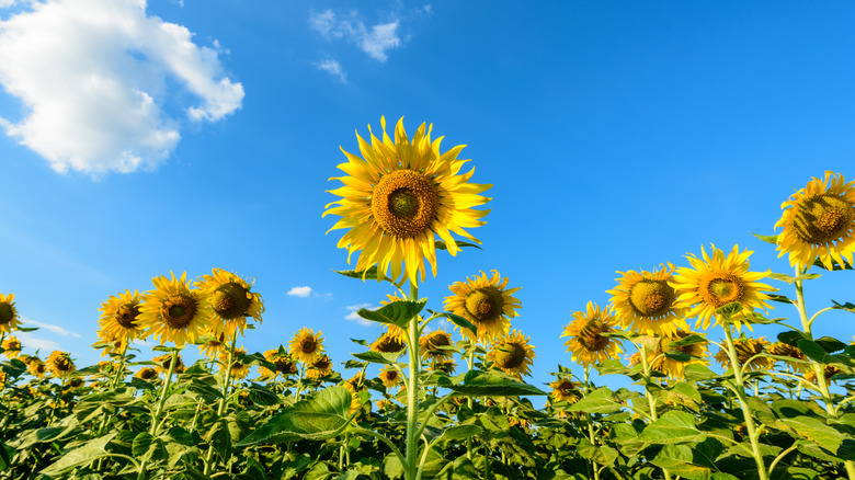 Field of sunflowers growing against a blue sky with white clouds.