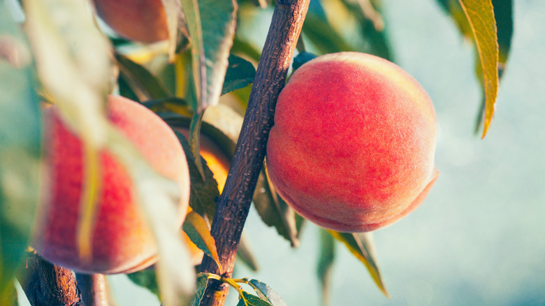 Sweet peaches growing on a branch