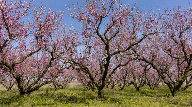 Flowering peach trees in the countryside of Veria, Greece.