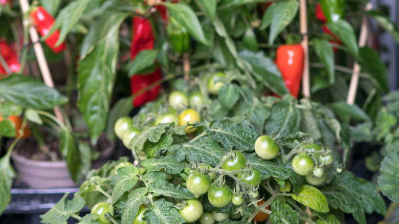 Tomato plant in front of peppers growing in garden