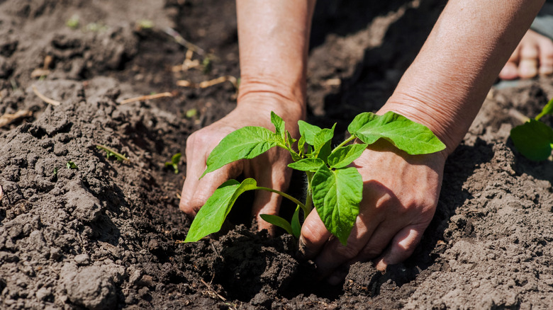 person planting tomato plant in garden