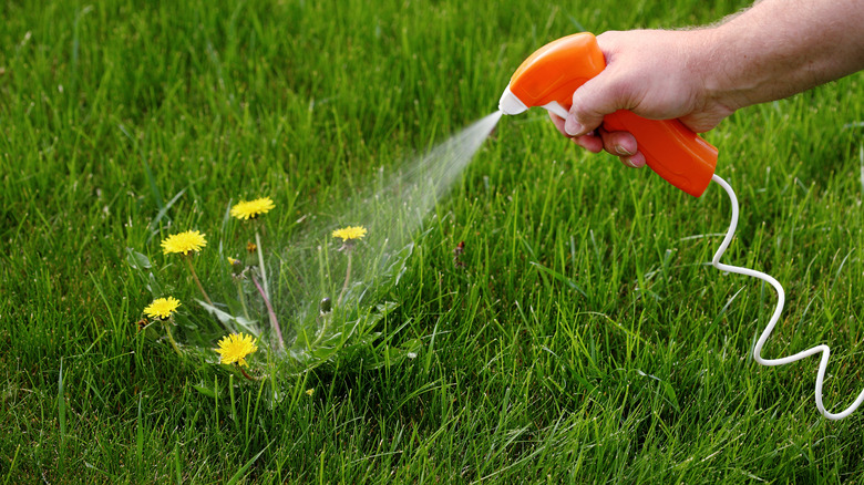 Using a hose with a sprayer attachment to spray a flowering dandelion plant in a lawn.