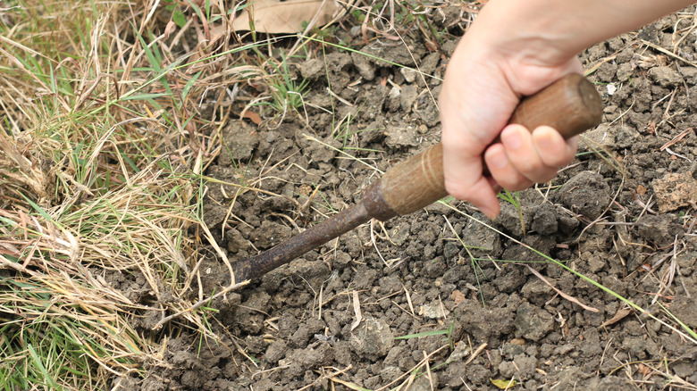 A person uses a metal tool to remove brown, dry weeds from a garden bed.