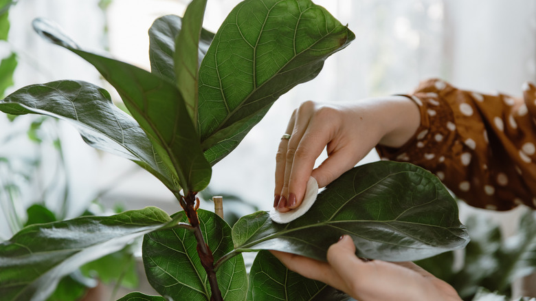 Dusting fiddle-leaf fig leaf