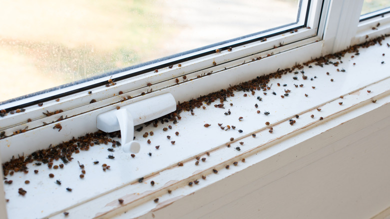 A windowsill is infested with flies and Asian beetles seeking shelter in the fall