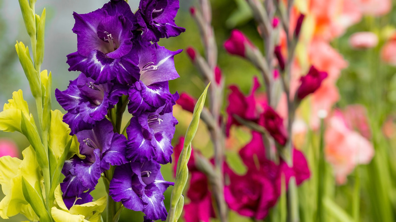 blooming gladiolus flowers