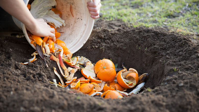 hand pours orange peels from bucket into fresh soil