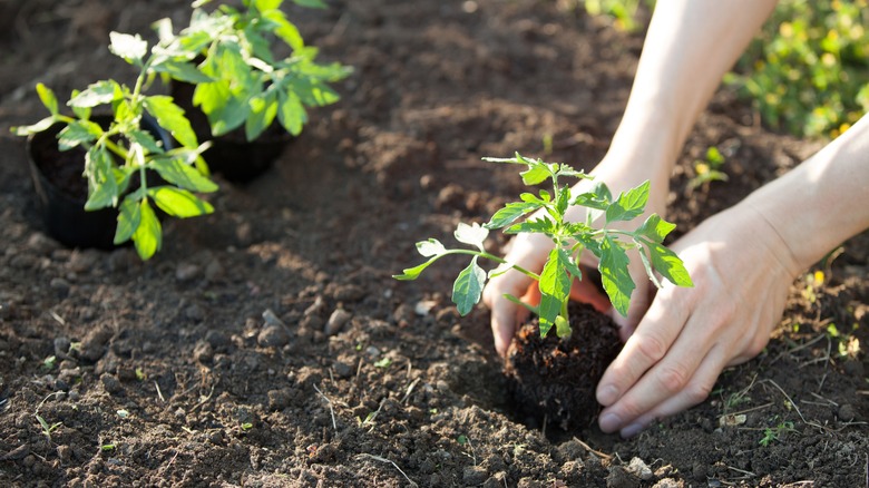 A person collecting fresh tomatoes from tomato garden