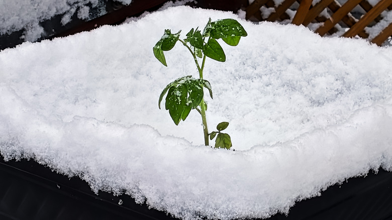 Tomato plant in pot covered in snow
