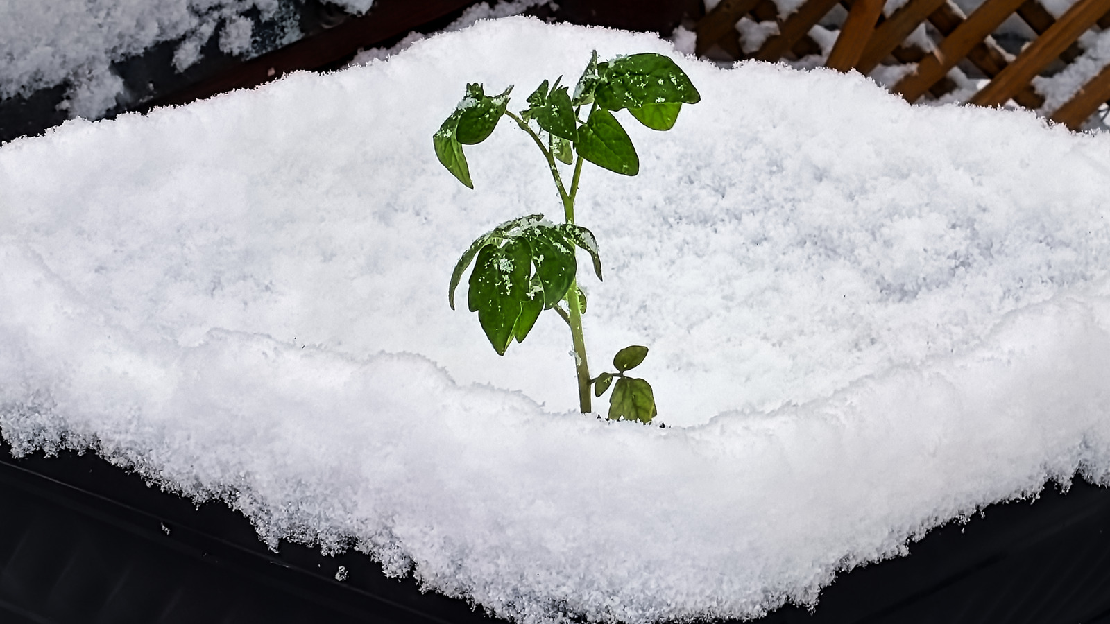 Should You Bring Tomato Plants Indoors For The Winter?