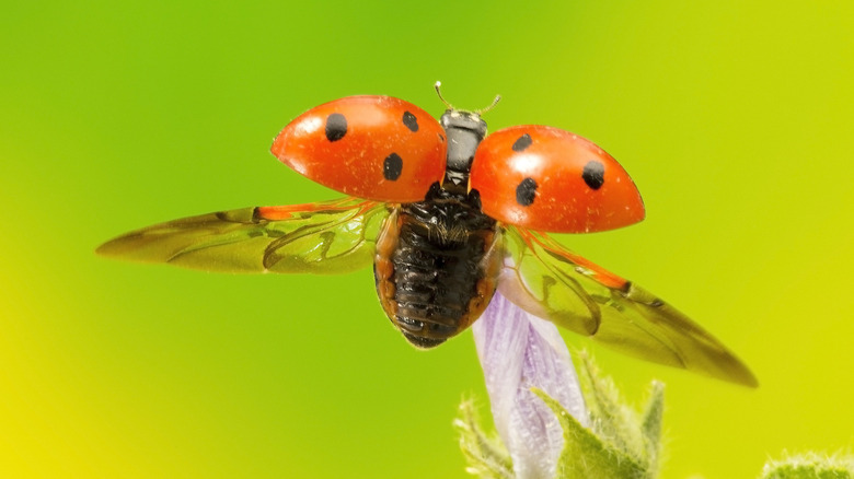 ladybug flying