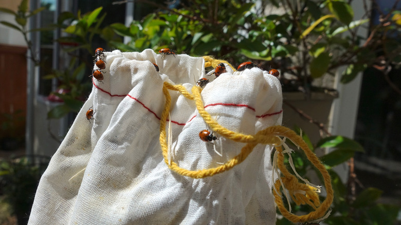 releasing ladybugs from a bag