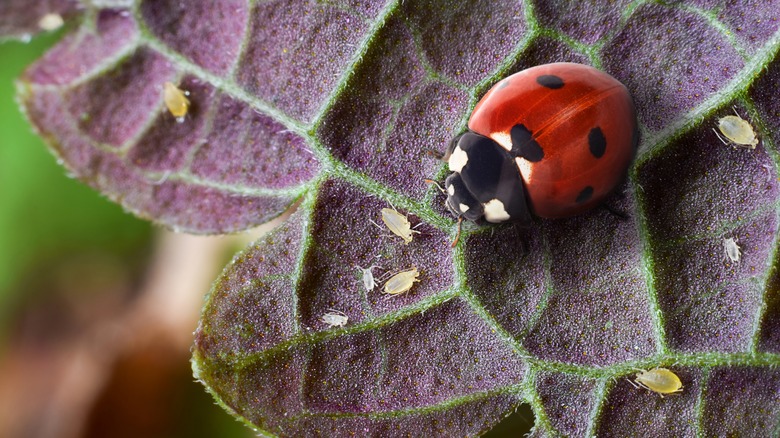 ladybug eating aphids