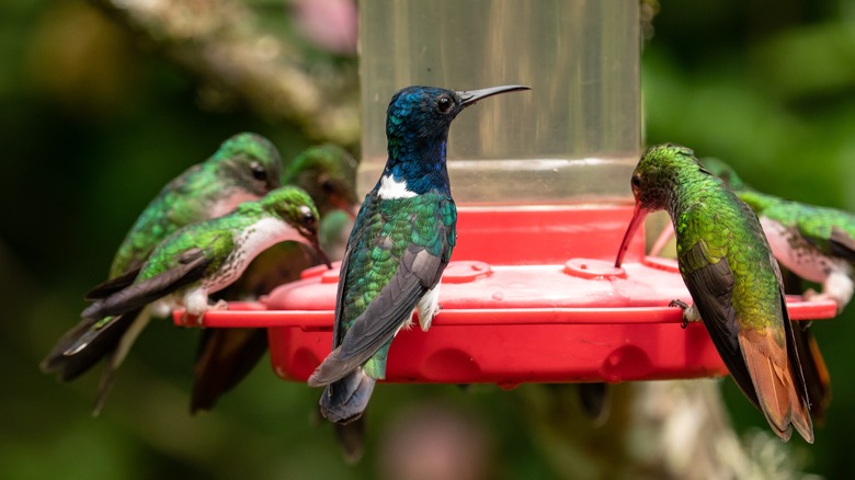 Hummingbirds hovering at bird feeder