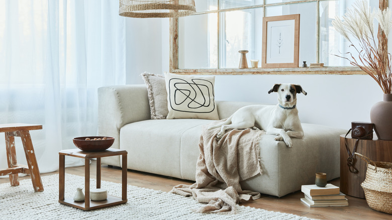dog on small sofa