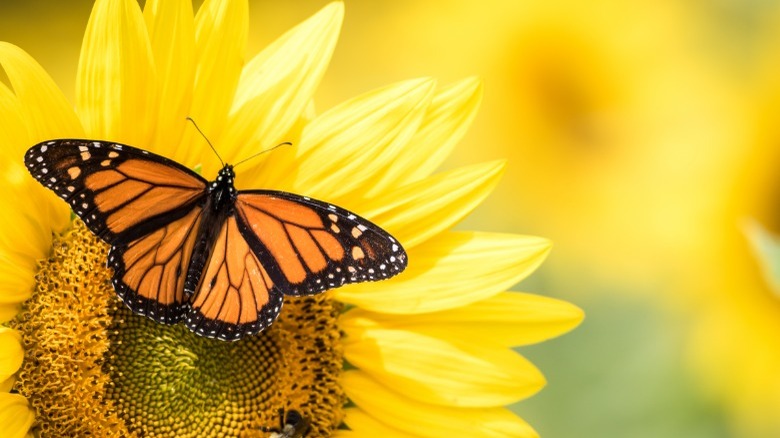 Monarch butterfly on yellow sunflower 