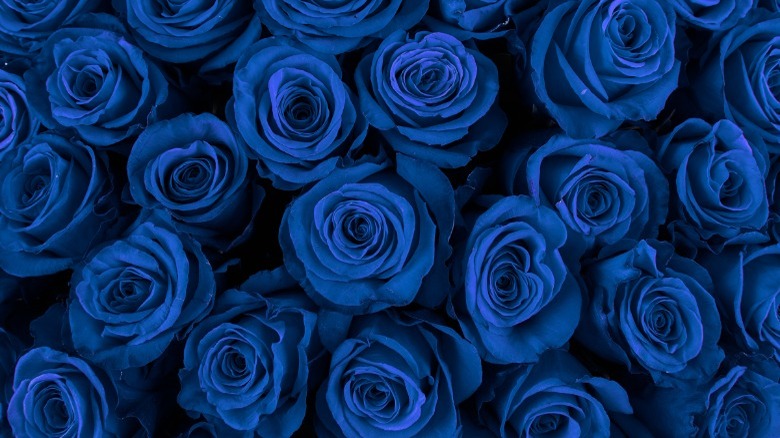Bunches of blue roses 
