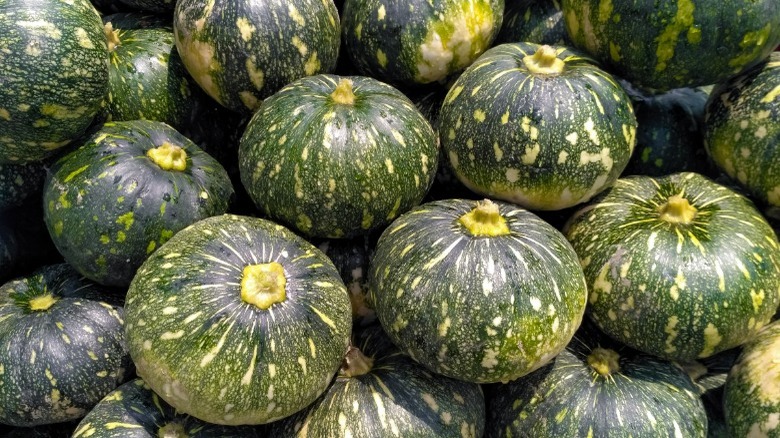 Hybrid pumpkin zucchini squash harvest 