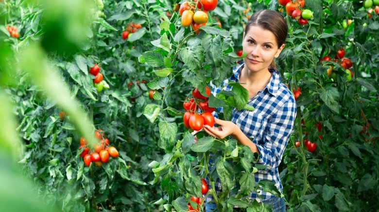 Woman picking ripe garden tomatoes 