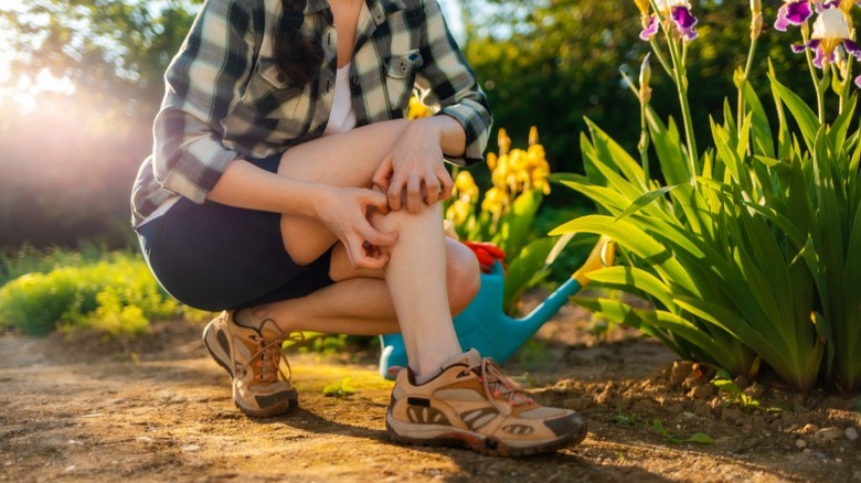 Woman scratching leg gardening 
