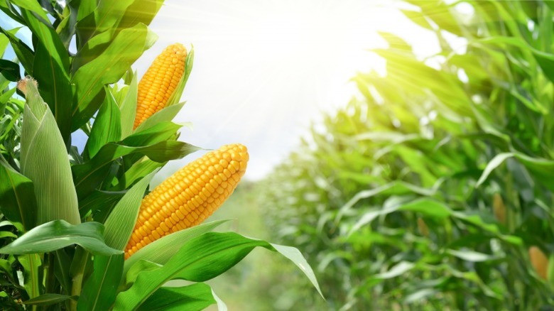Corn growing in field rows
