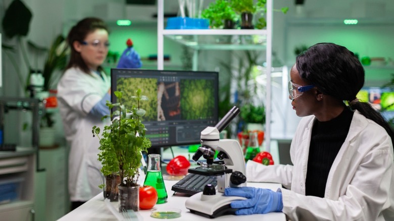 Scientists in laboratory genetic modification 