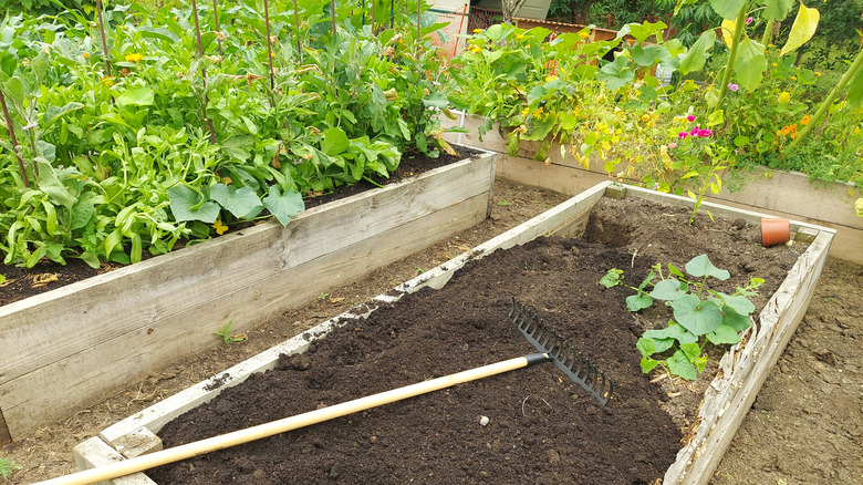 A raised bed in the process of getting more soil, with one plant inside. Several other beds full of plants are behind and beside it