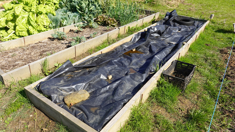 A row of raised beds, one full of plants, one with just a few and straw covering, and one covered in plastic with rocks to hold it down