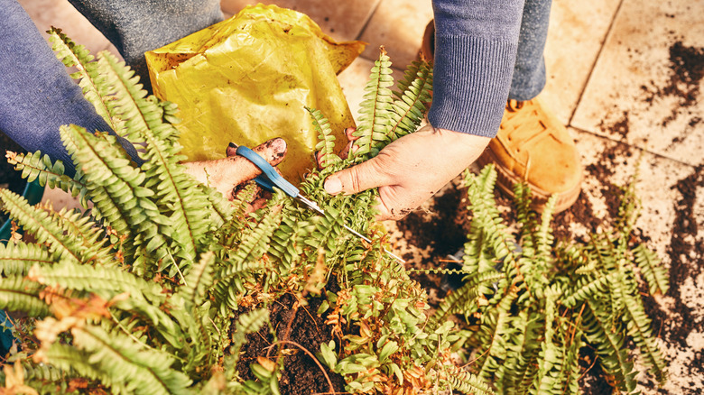 A gardener cuts a fern with scissors