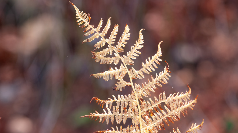 A closeup of a yellowed frond of a fern in front of a blurred brown background