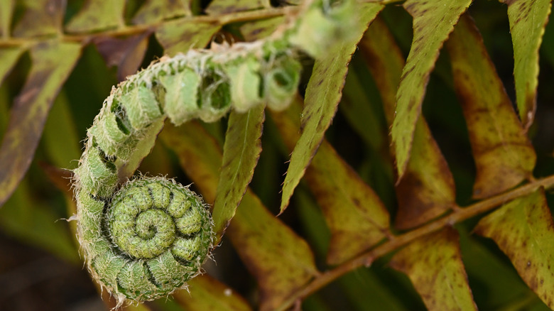 The fiddlehead of a Christmas fern is nestled among old growth ready to be cut back