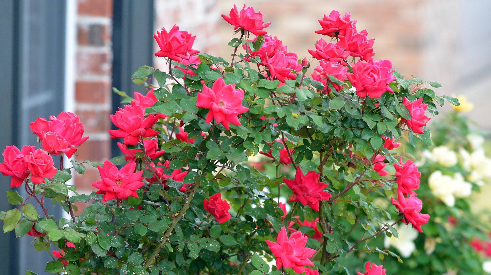 Why You May Want To Deadhead Your Knock Out Roses In Summer
