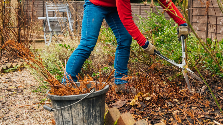a woman removing old stems and leaves in a garden