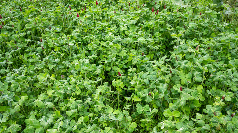 Cover crop of clover planted over winter