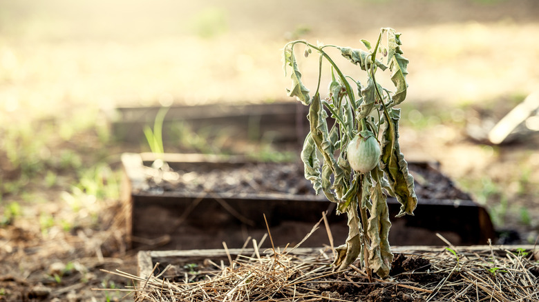 a dead eggplant in a vegetable garden