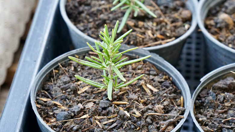 Rosemary stem cuttings growing in black plastic nursery pots.