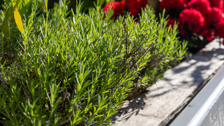 Rosemary plants growing in a raised garden bed with other plants and flowering shrubs.